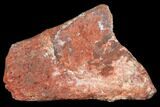 Metoposaur (Koskinonodon) Skull Scute - Arizona #133317-1
